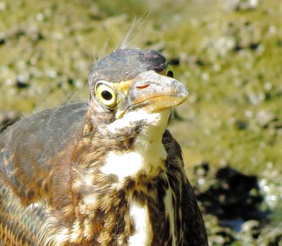 Green Heron