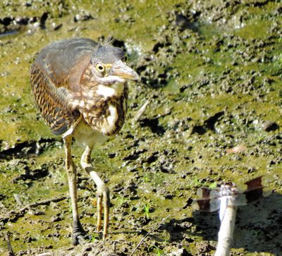 Green Heron