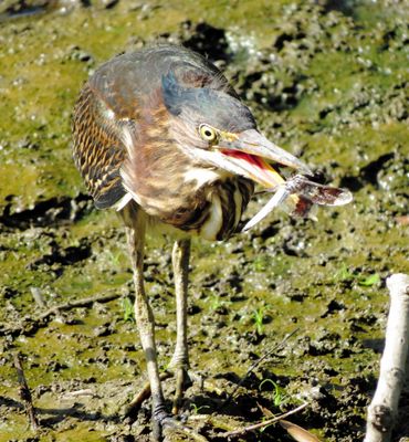 Green Heron