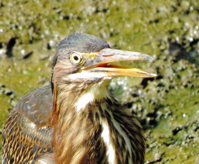 Green Heron