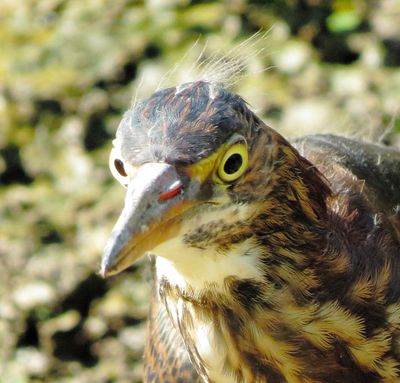 Green Heron