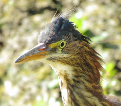 Green Heron