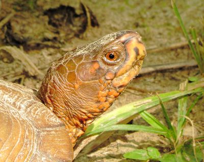 Three-Toed Box Turtle