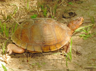 Three-Toed Box Turtle