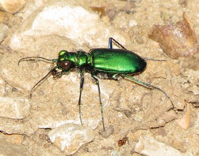 Six-Spotted Tiger Beetle