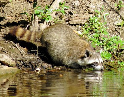 Common Raccoon