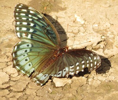 Diana Fritillary