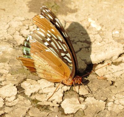 Diana Fritillary