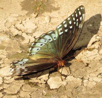 Diana Fritillary
