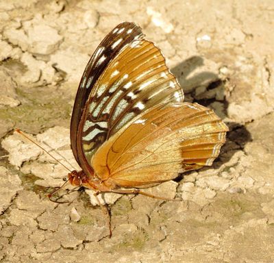 Diana Fritillary