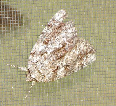 Underwing Moth Species