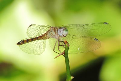 Blue-Faced Meadowhawk