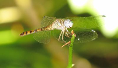 Blue-Faced Meadowhawk