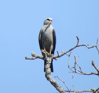 Mississippi Kite