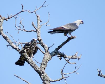 Mississippi Kite