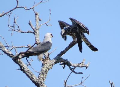 Mississippi Kite