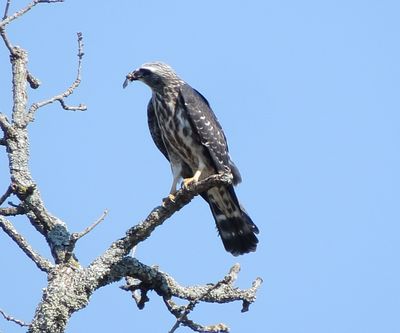 Mississippi Kite