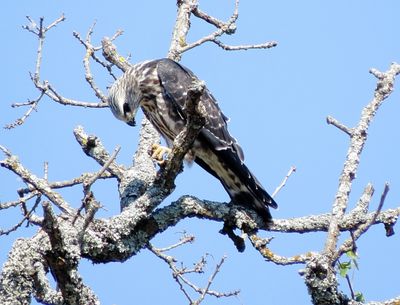 Mississippi Kite