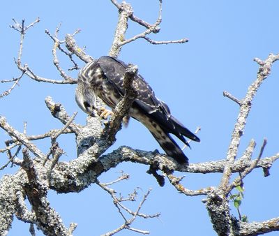 Mississippi Kite