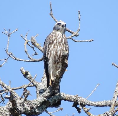 Mississippi Kite