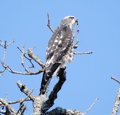 Mississippi Kite