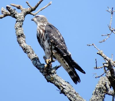 Mississippi Kite