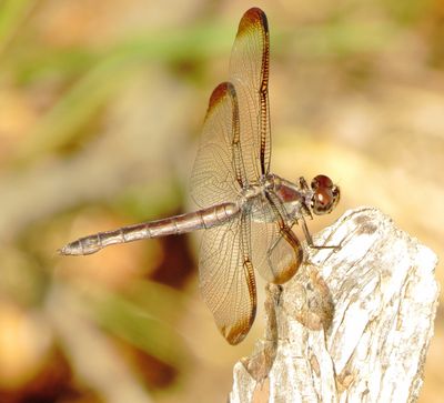Slaty Skimmer