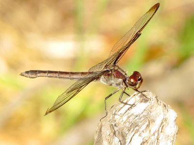 Slaty Skimmer