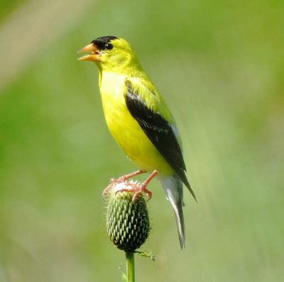 American Goldfinch