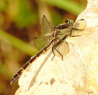 Black-Shouldered Spinyleg