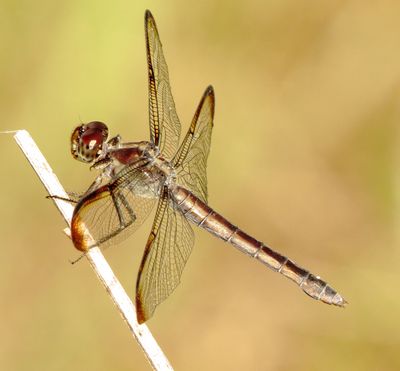Slaty Skimmer