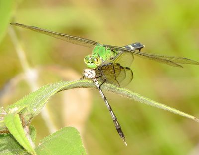 Eastern Pondhawk