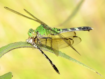 Eastern Pondhawk