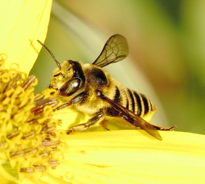 Megachile Parallela