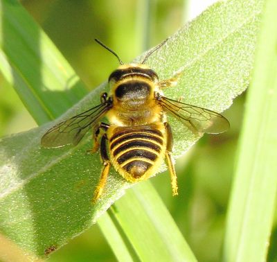 Megachile Parallela