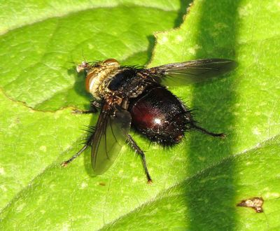 Tachinid Fly Species