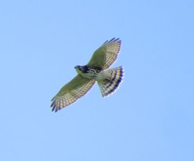 Broad-Winged Hawk
