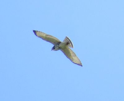 Broad-Winged Hawk