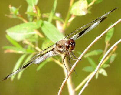 Twelve-Spotted Skimmer