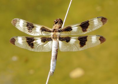 Twelve-Spotted Skimmer