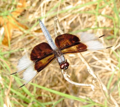 Widow Skimmer