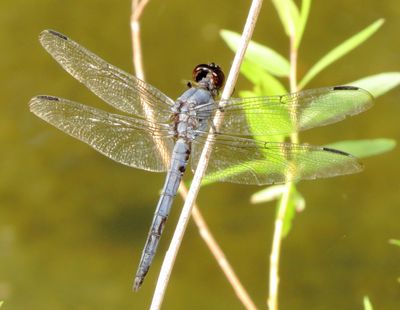 Slaty Skimmer