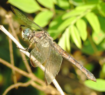 Great Blue Skimmer
