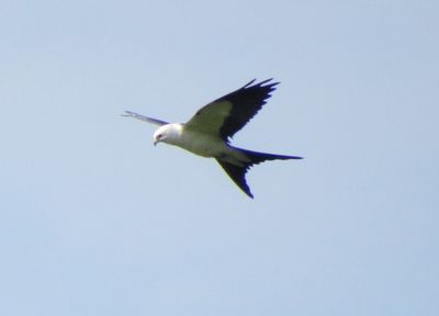 Swallow-Tailed Kite