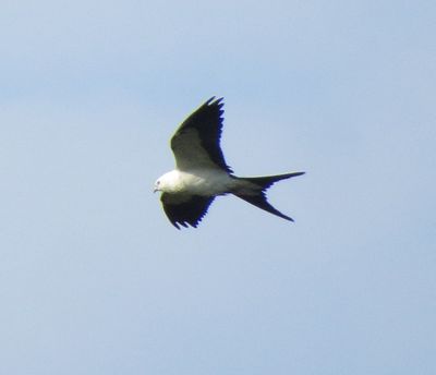 Swallow-Tailed Kite
