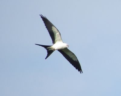 Swallow-Tailed Kite