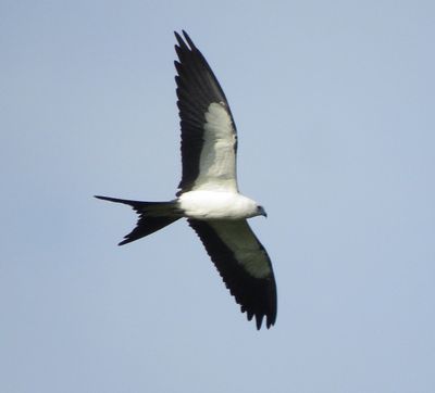 Swallow-Tailed Kite