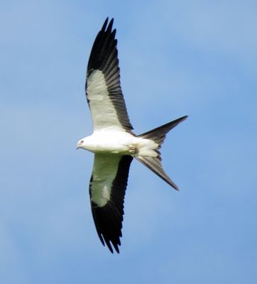 Swallow-Tailed Kite
