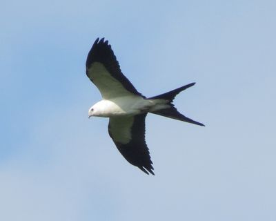 Swallow-Tailed Kite