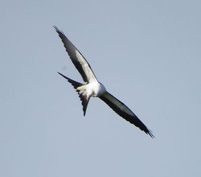 Swallow-Tailed Kite